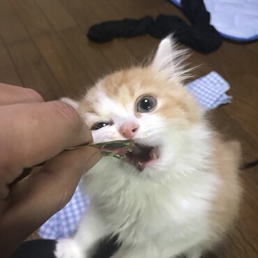 ちゅ〜るにがっつくアホヅラ