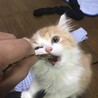 ちゅ〜るにがっつくアホヅラ