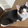 (里親決定)黒白ハチワレ猫のもねちゃん サムネイル5