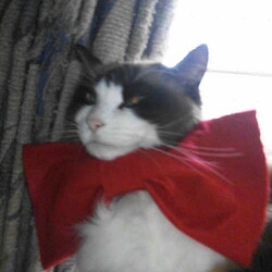 「うにちゃん9歳の誕生日で赤いリボンの日！」サムネイル2