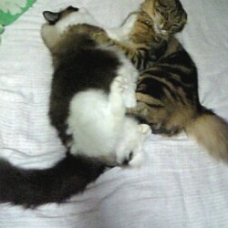 「うにちゃん9歳の誕生日で赤いリボンの日！」サムネイル3