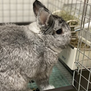 ネザーランドドワーフ2歳男の子
