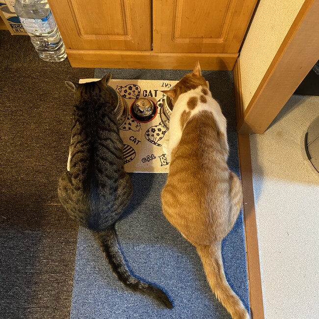 かのこ４３１１のカバー写真
