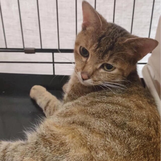 ネコ初心者の方も安心！人馴れ抜群の可愛い女の子♡