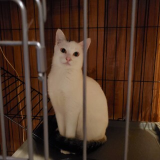 好奇心旺盛な猫ちゃんです。