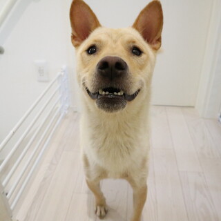優しいお母さん犬「ミーナ」♀