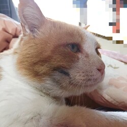 ハロウィン？ハロウィーン？