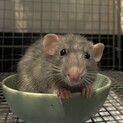 ファンシーラットの男の子♂︎ 6か月
