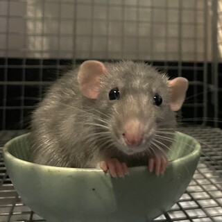 ファンシーラットの男の子♂︎ 6か月