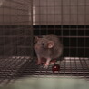 ファンシーラットの男の子♂︎ 6か月 サムネイル2