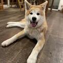 秋田犬（嵐くん）5ヶ月　優しい男の子です