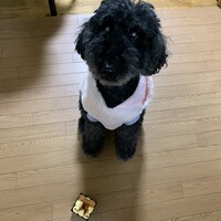 りんちゃん