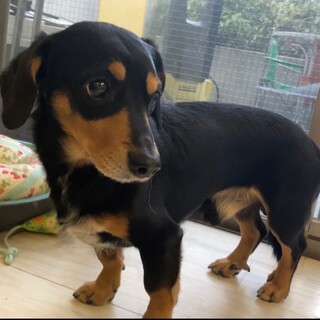 ダックス 玄太くん