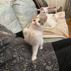 猫の里親会　in 牛久　茨城県　開催時間が早まりました♡