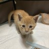 子猫の里親募集 サムネイル2
