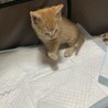 子猫の里親募集 サムネイル3