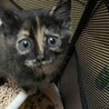 子猫の里親募集 サムネイル4
