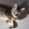 元気いっぱいキジトラ子猫　つくば君 サムネイル2