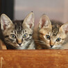 元気いっぱいキジトラ子猫　つくば君 サムネイル3
