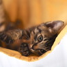 元気いっぱいキジトラ子猫　つくば君 サムネイル4