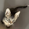 元気いっぱいキジトラ子猫　つくば君 サムネイル5