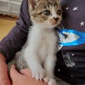 ピコピコ歩く人懐っこい甘えん坊キジ白ちゃん
