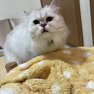 ツンデレこうめちゃん♡