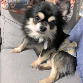 ロングコートチワワの大悟くん