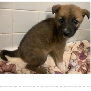 里親決定しました。