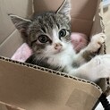 里親募集　子猫　生後2ヶ月