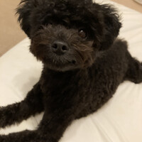 ひじき