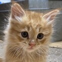 超甘えたな器量良しの茶トラ長毛☆てっちゃん❣️