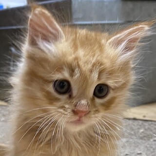 超甘えたな器量良しの茶トラ長毛☆てっちゃん❣️