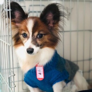 パピヨンのリタちゃん