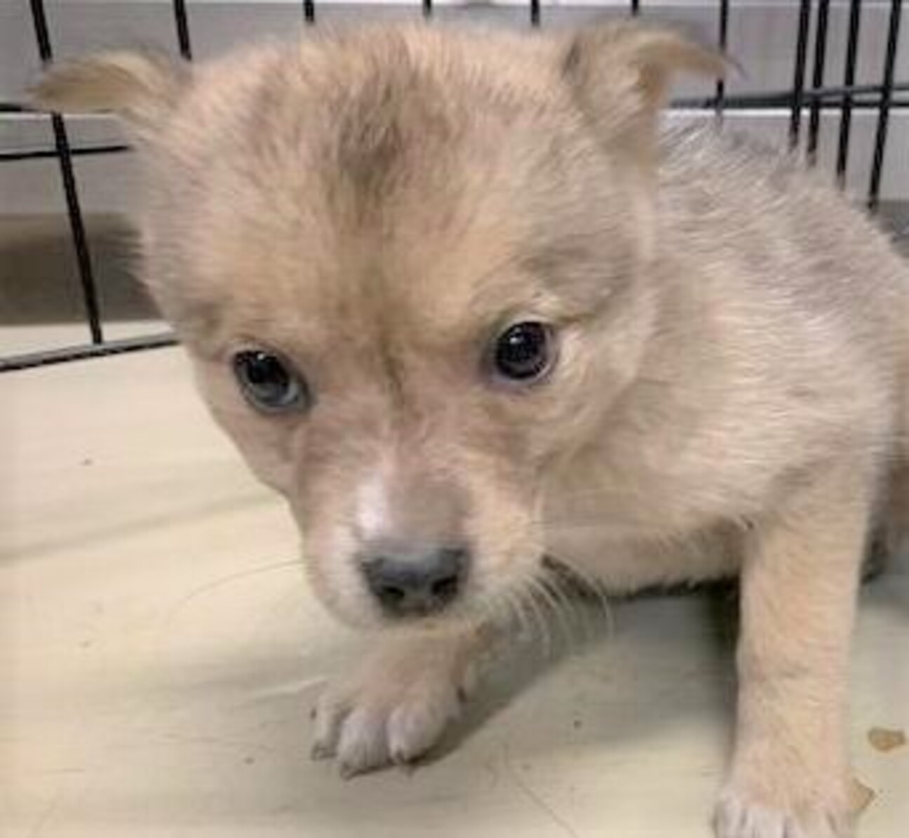 可愛い子犬 多数収容中 山口県 犬の里親募集 3847 ペットのおうち 月間利用者150万人 可愛い子犬 多数収容中 山口県 犬の里親募集 3847 ペットのおうち 月間利用者150万人