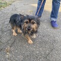 小型犬ミックス　2才　男の子　ハナト