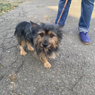 小型犬ミックス　2才　男の子　ハナト
