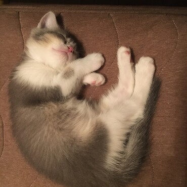 家族になった日