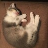 家族になった日