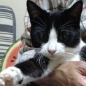 超超甘えん坊の黒白ハチワレ鈴君
