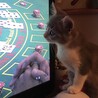 テレビに夢中