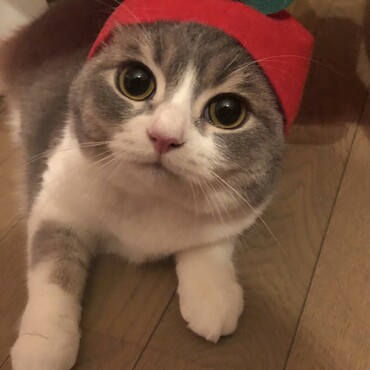 りんごなゆず