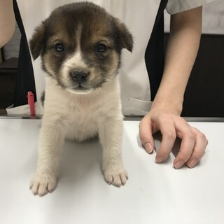 9月23日生まれの子犬兄弟たち