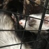 2匹のフェレットの里親募集します！ サムネイル2