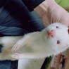 2匹のフェレットの里親募集します！ サムネイル3