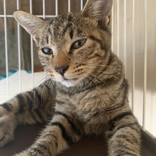 小柄なキジ猫　はやと君