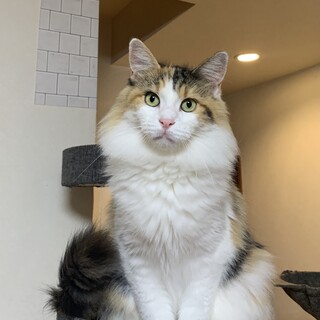 メインクーンの美猫ちゃん❤️