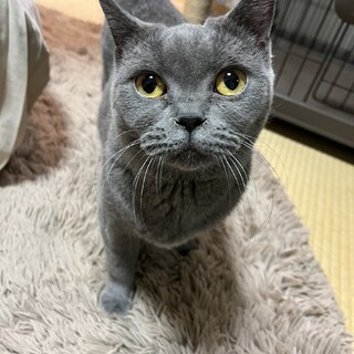 超甘えん坊のシラスちゃん（軽度の斜頸です）