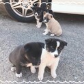 5匹とも交渉中！！！！