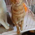 シュッとしたイケにゃん茶トラボーイ☆ナイトくん